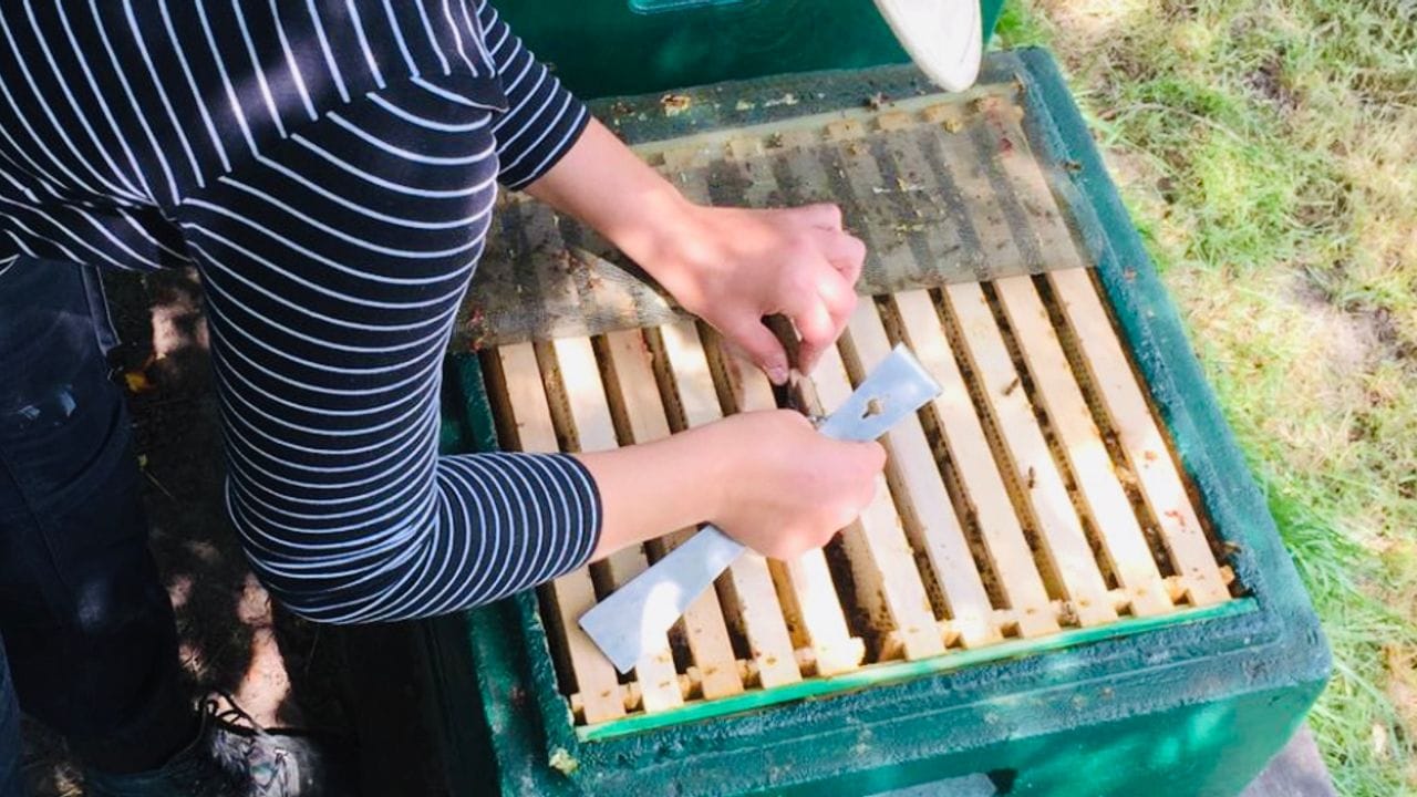 Sie liebt die Arbeit mit den Tieren an der frischen Luft: Chiara Köser, ausgebildete Tierwirtin der Fachrichtung Imkerei, setzt einem Volk eine neue Königin zu. Sie liebt die Arbeit mit den Tieren an der frischen Luft: Chiara Köser, ausgebildete Tierwirtin der Fachrichtung Imkerei, setzt einem Volk eine neue Königin zu.