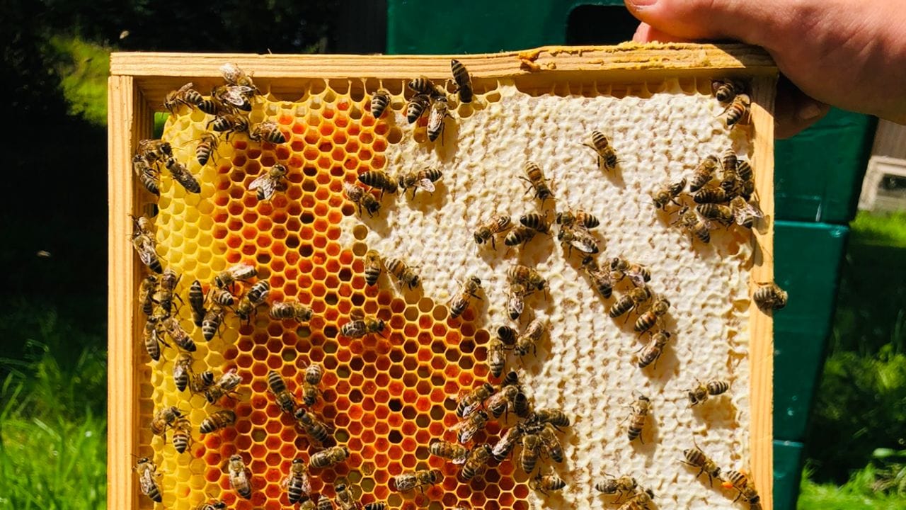 Alle Bienen sind gut versorgt: In diese Pollenwabe habe die Bienen orangefarbene Spargelpollen eingelagert. Alle Bienen sind gut versorgt: In diese Pollenwabe habe die Bienen orangefarbene Spargelpollen eingelagert.