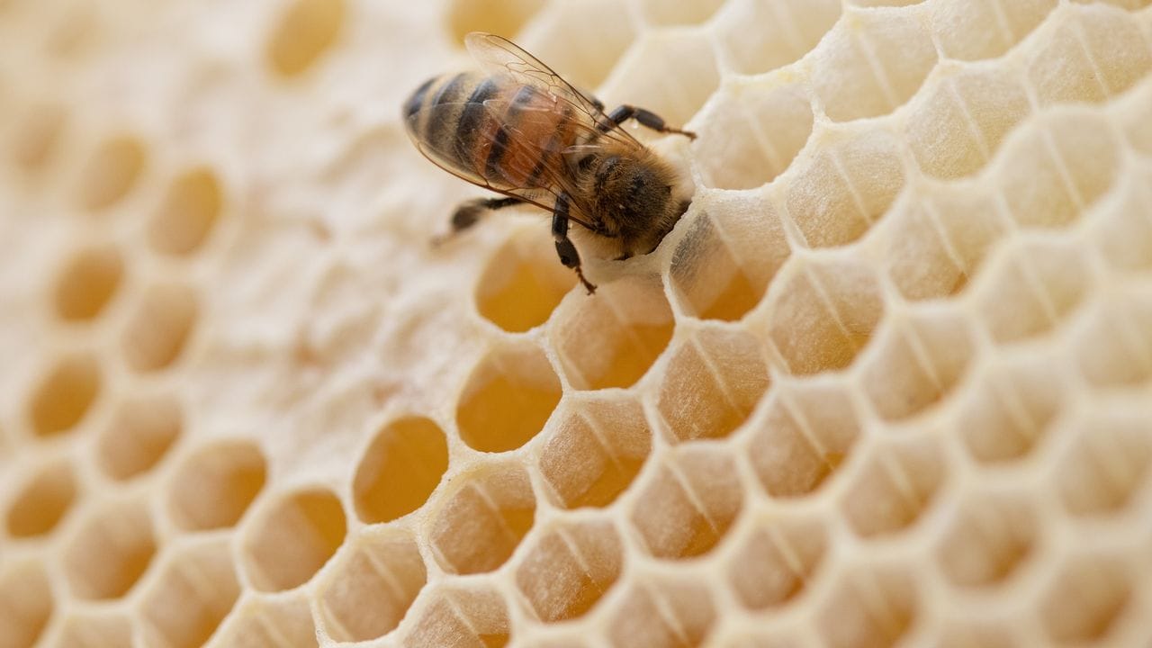 Eine Biene steckt ihren Kopf in den Hohlraum einer Bienenwabe. Eine Biene steckt ihren Kopf in den Hohlraum einer Bienenwabe.