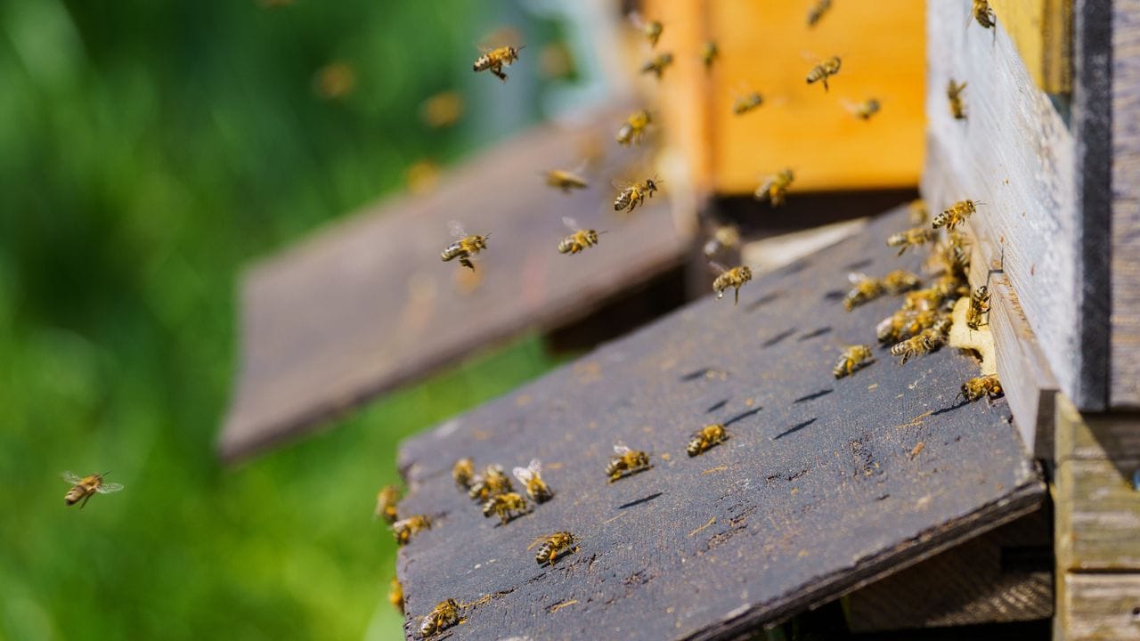 Für Imker ist kein Tag wie der andere, aber es geht immer um das Wohl der Bienen. Für Imker ist kein Tag wie der andere, aber es geht immer um das Wohl der Bienen.