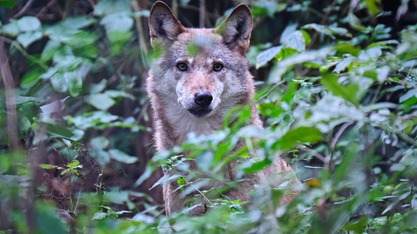Europäischer Wolf: Die Wildtiere werden häufiger in der Nähe von Städten gesichtet.