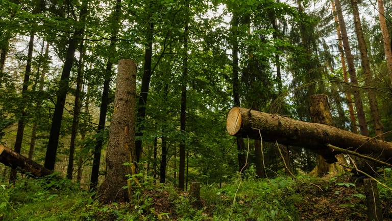 Tote Bäume im Gebiet Hinterhermsdorf, Sachsen: Die Borkenkäferplage ist auch 2021 weiter angestiegen.