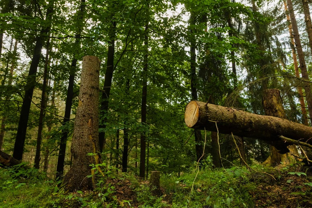 Tote Bäume im Gebiet Hinterhermsdorf, Sachsen: Die Borkenkäferplage ist auch 2021 weiter angestiegen.