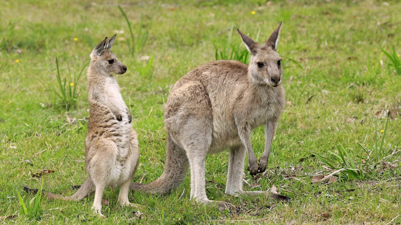 Östliches Graue Riesenkängurus: Ein Baby-Känguru überlebte die Attacke der Jugendlichen. (Symbolbild)