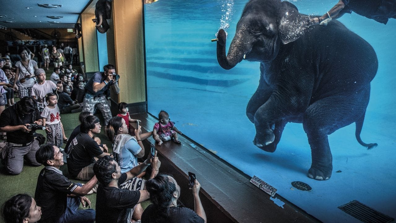 Zoobesucher beobachten einen jungen Elefanten, der in Australien unter Wasser spielt.