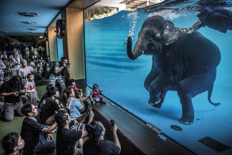 Wildlife-Fotograf des Jahres 2021: Zoobesucher vor einem jungen Elefanten, der in Thailand unter Wasser spielt. Adam Oswell gewann den Wildlife Photographer of the Year Award 2021 in der Kategorie Fotojournalismus.