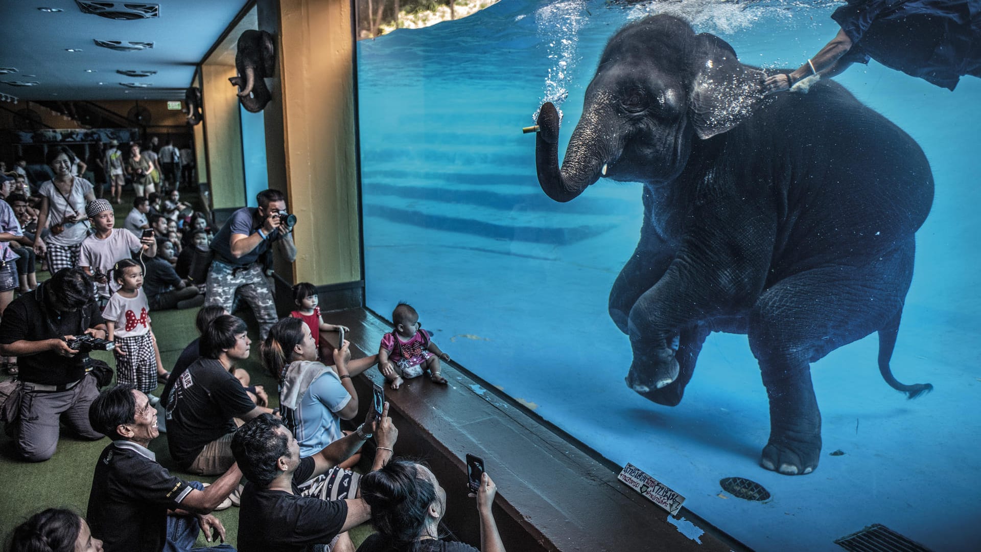 Wildlife-Fotograf des Jahres 2021: Zoobesucher vor einem jungen Elefanten, der in Thailand unter Wasser spielt. Adam Oswell gewann den Wildlife Photographer of the Year Award 2021 in der Kategorie Fotojournalismus.
