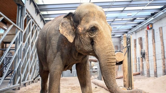 Elefantenkuh im Karlsruher Zoo angekommen