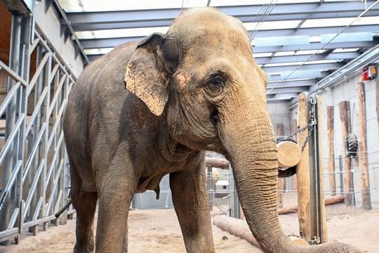 Elefantenkuh im Karlsruher Zoo angekommen