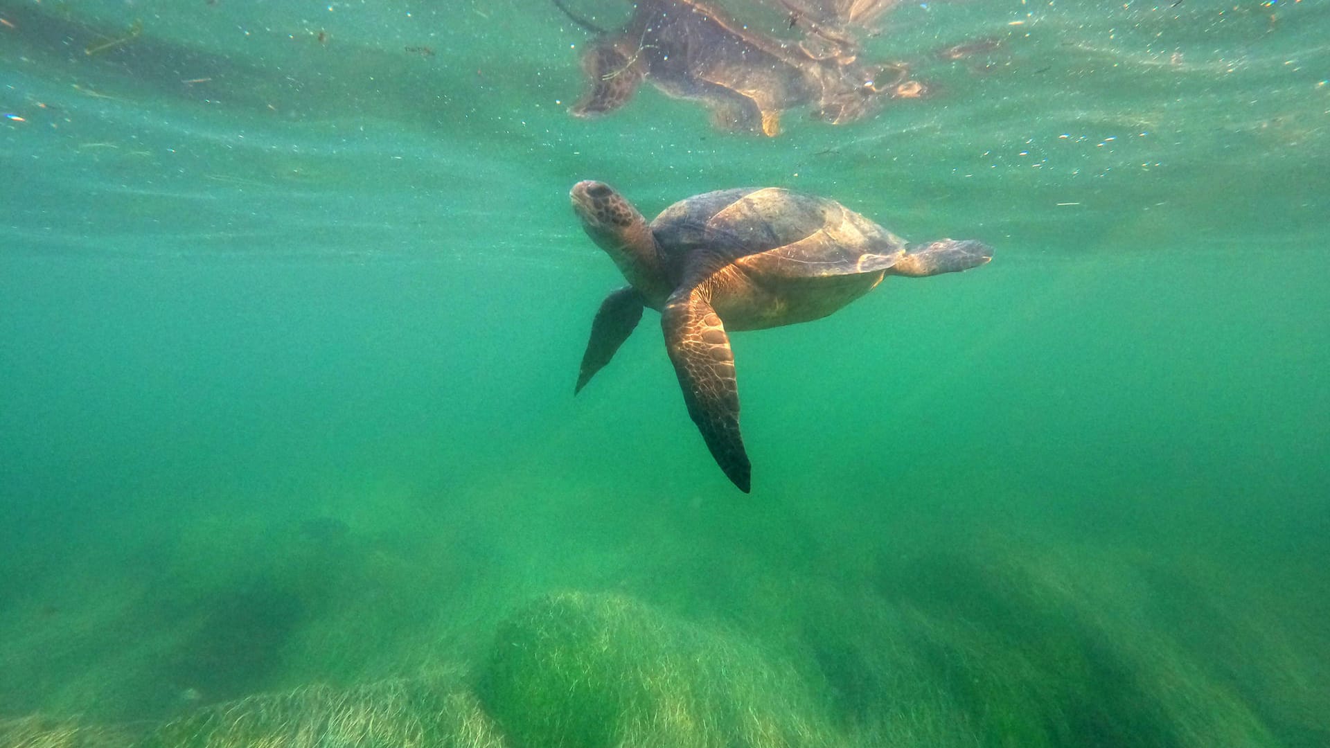 Eine Schildkröte im Wasser (Archiv): Oft überlebten Tiere mit einer Fehlbildung nicht besonders lang.