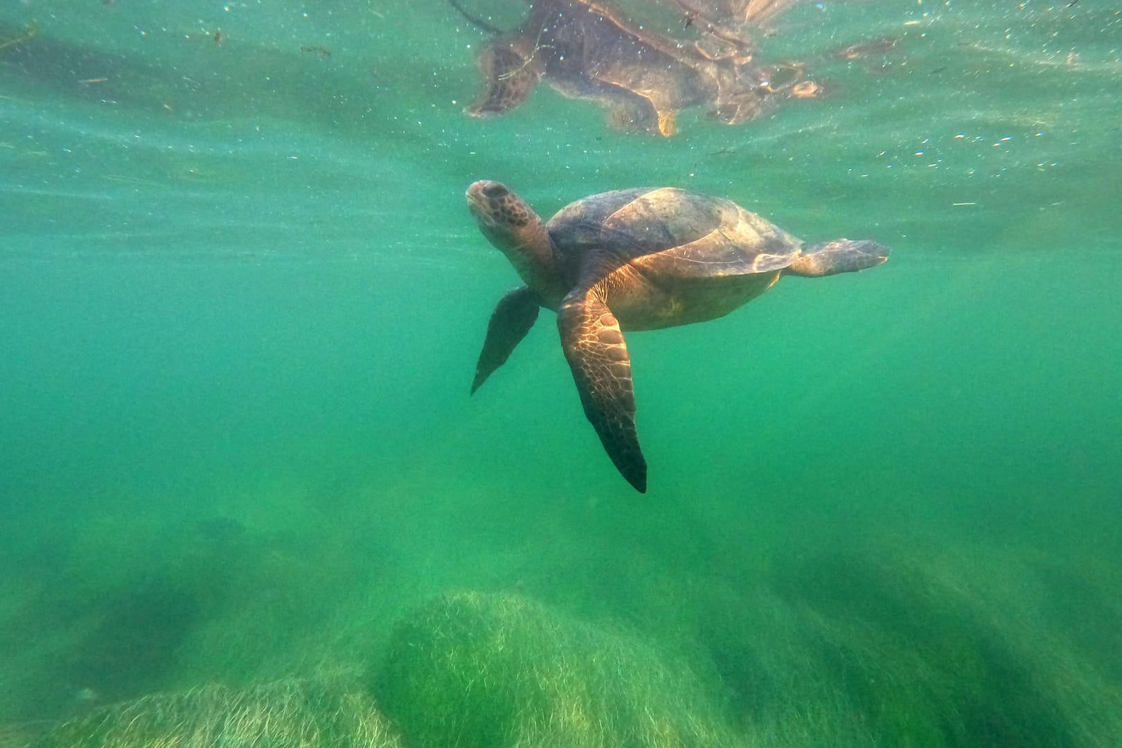 Eine Schildkröte im Wasser (Archiv): Oft überlebten Tiere mit einer Fehlbildung nicht besonders lang.