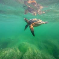 Eine Schildkröte im Wasser (Archiv): Oft überlebten Tiere mit einer Fehlbildung nicht besonders lang.