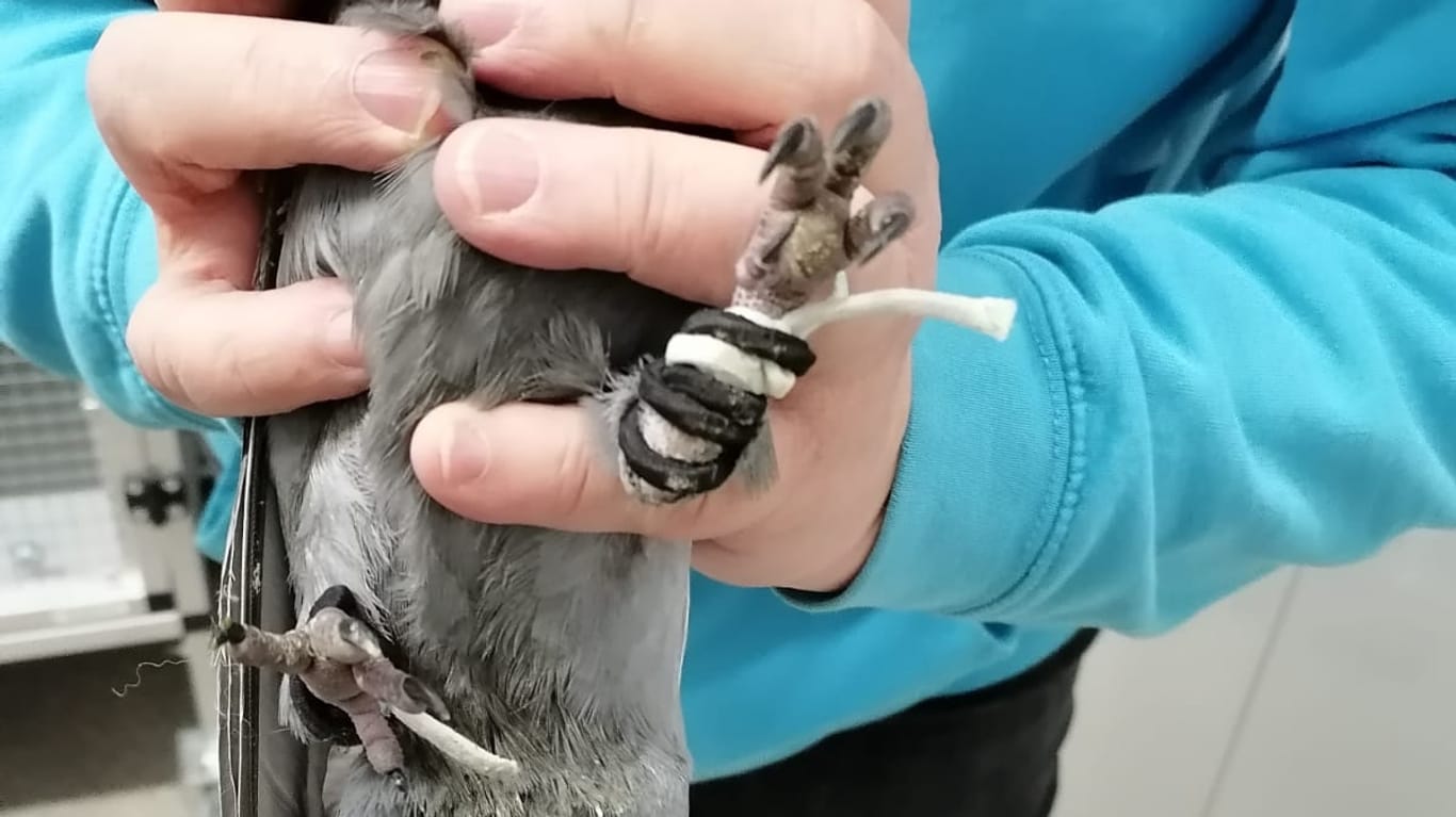 Gummibänder wurden um die Krallen einer Taube gewickelt: Zehn Tiere wurden aus einer Wohnung in Dortmund gerettet.