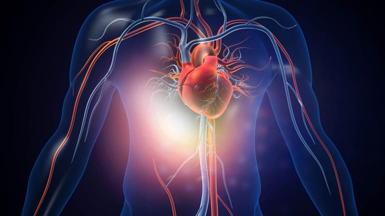 Das Herz als gefährdetes Organ: Eisenmangel kann es schädigen.
