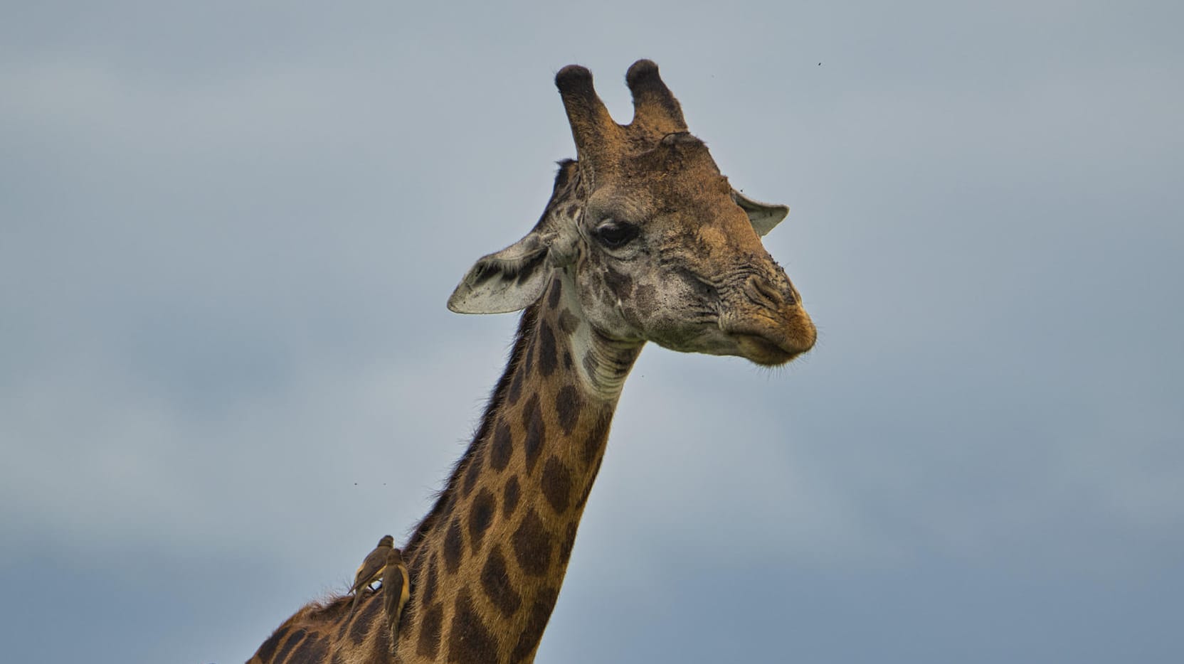 Ein Giraffenbulle in freier Wildbahn (Symbolbild): Ein solches Tier ist in der Stuttgarter Wilhelma nun verstorben.