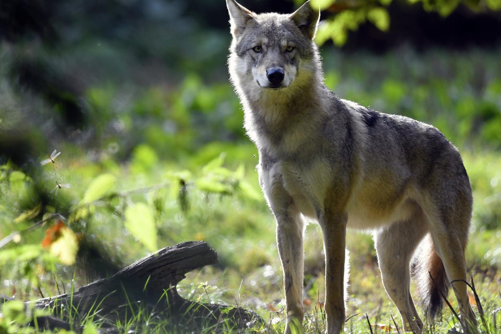 Wolf-Sichtungen: Nicht immer bleibt das Raubtier auf Distanz.