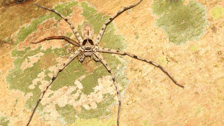 Heteropoda venatoria Spider