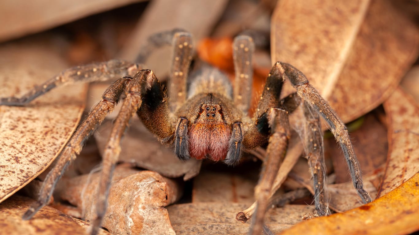 Brasilianische Wanderspinne. Die Phoneutria Ctenidae ist giftig.