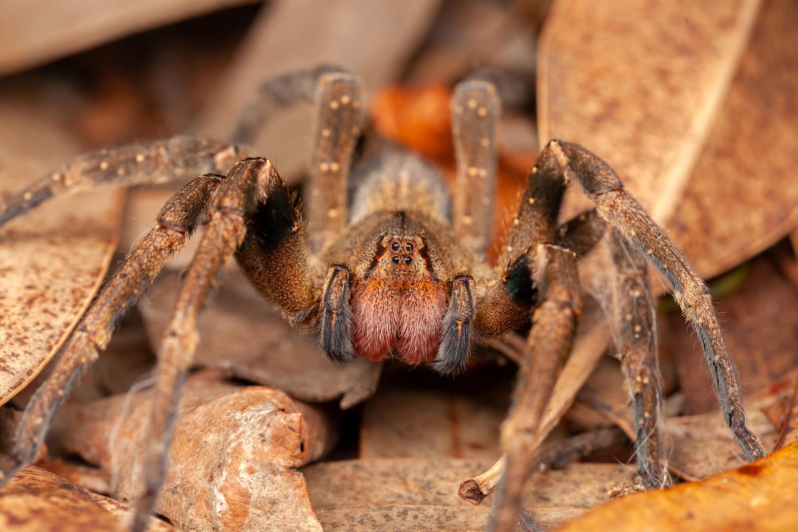 Brasilianische Wanderspinne. Die Phoneutria Ctenidae ist giftig.