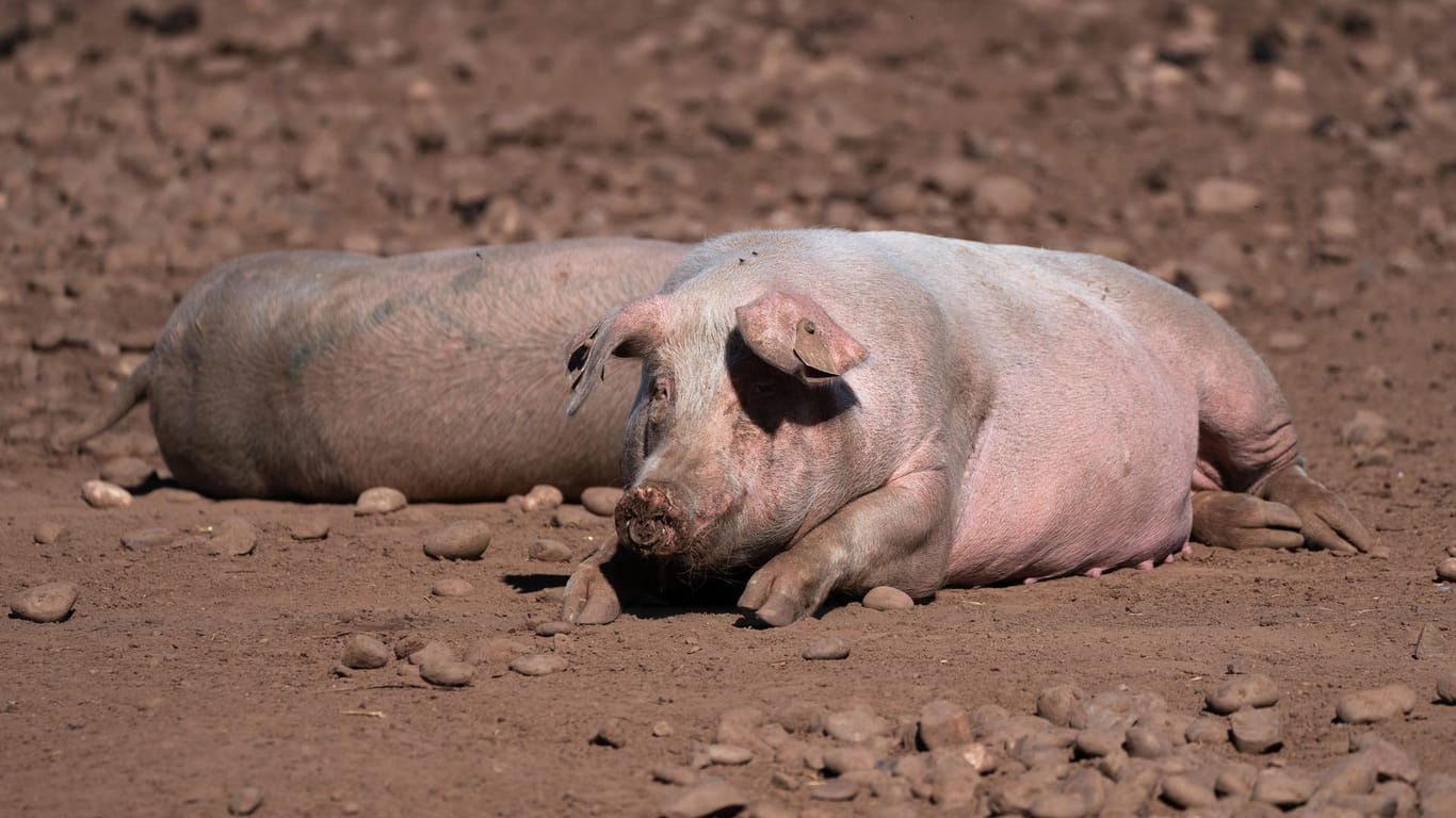 Schweine auf einem Bauernhof in Staffordshire (Symbolbild): Um die Menge ab Tieren auf den Schlachthöfen zu bewältigen, will Großbritannien nun Fachkräfte aus dem Ausland anwerben.