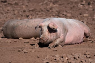 Schweine auf einem Bauernhof in Staffordshire (Symbolbild): Um die Menge ab Tieren auf den Schlachthöfen zu bewältigen, will Großbritannien nun Fachkräfte aus dem Ausland anwerben.