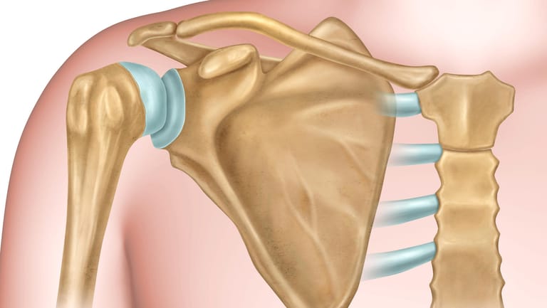 Die Knochen der Schulter: In der Schulter treffen das dünne Schlüsselbein (oben), das große Schulterblatt (Mitte) und der Oberarmknochen (links) aufeinander, wobei die letzten beiden das Schultergelenk bilden.