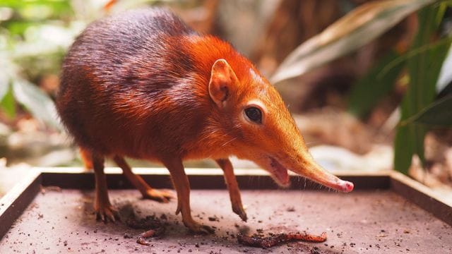 Rotschulter-Rüsselhündchen Rina: Das sieben Monate alte Muttertier hat im Leipziger Zoo Nachwuchs bekommen. Rotschulter-Rüsselhündchen Rina: Das sieben Monate alte Muttertier hat im Leipziger Zoo Nachwuchs bekommen.