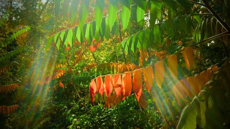 Wenn im Herbst Pflanzen an kürzeren Tagen weniger grünes Chlorophyll produzieren, verfärben sich die Blätter bunt.