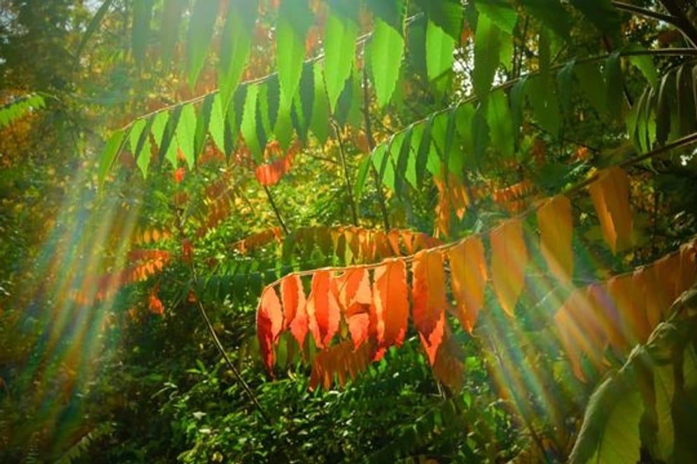 Wenn im Herbst Pflanzen an kürzeren Tagen weniger grünes Chlorophyll produzieren, verfärben sich die Blätter bunt.