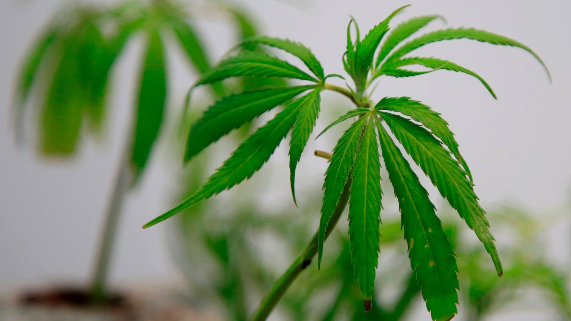 Hanfplfanze (Symbolbild): Bisher ist der Anbau, Besitz und Handel von Cannabis in Deutschland nicht erlaubt.