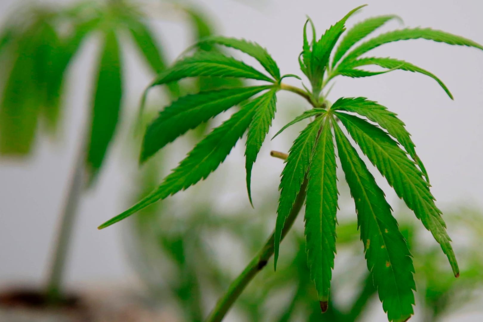 Hanfplfanze (Symbolbild): Bisher ist der Anbau, Besitz und Handel von Cannabis in Deutschland nicht erlaubt.