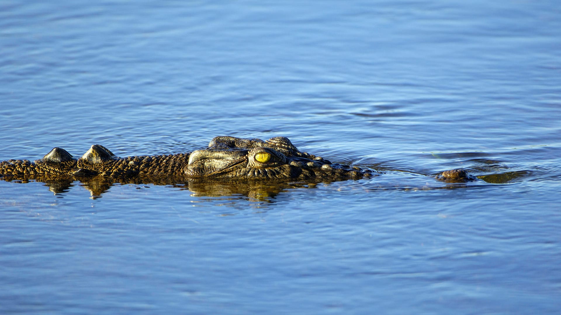 Ein Salzwasserkrokodil: Eines dieser Reptilien tötete in Indonesien ein kleines Mädchen. Ein Salzwasserkrokodil: Eines dieser Reptilien tötete in Indonesien ein kleines Mädchen.