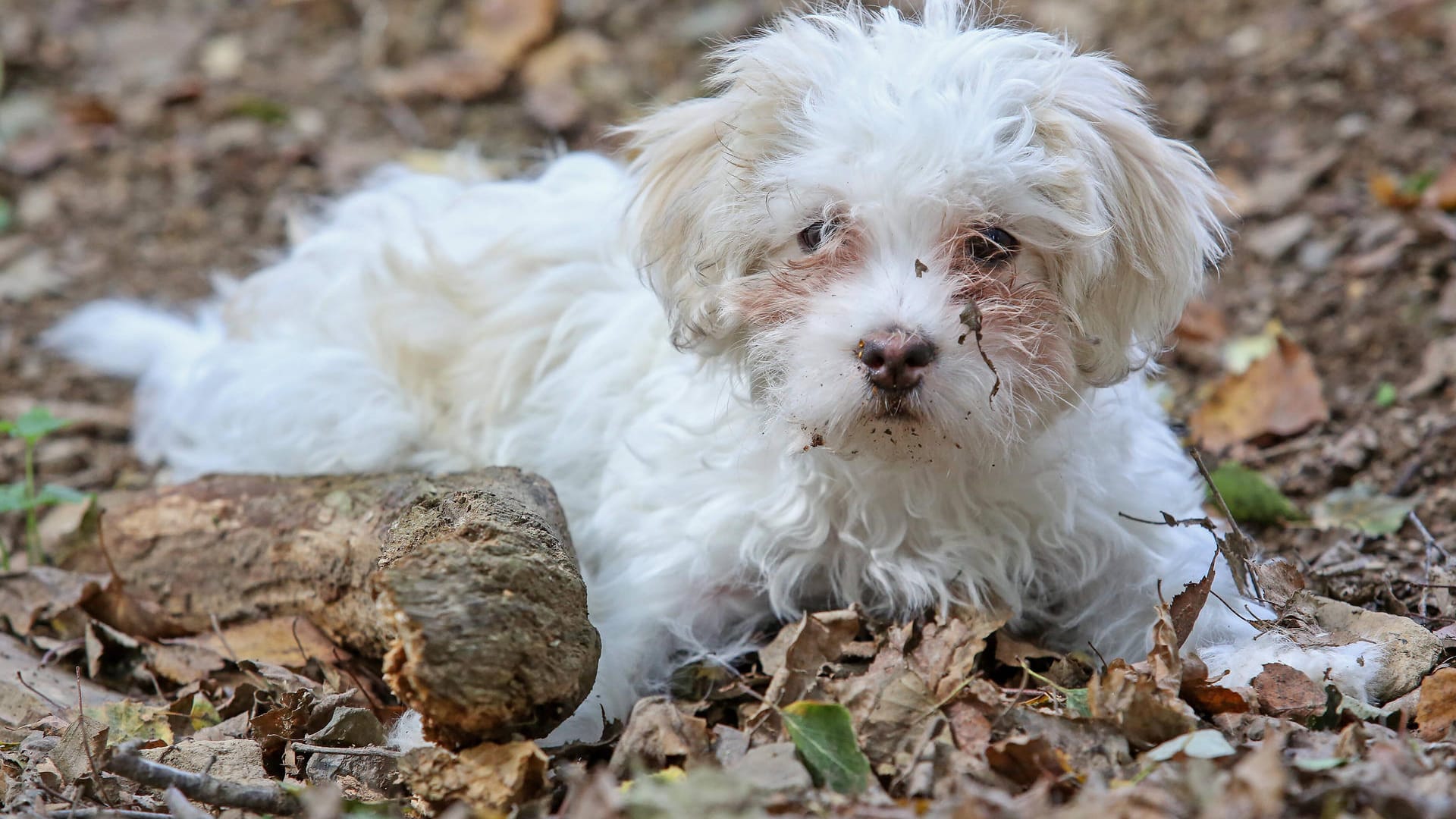 Ein Hund (Archivbild): In Moers hat eine Frau ein Tier über einen Zaun des Tierheims geworfen. Ein Hund (Archivbild): In Moers hat eine Frau ein Tier über einen Zaun des Tierheims geworfen.