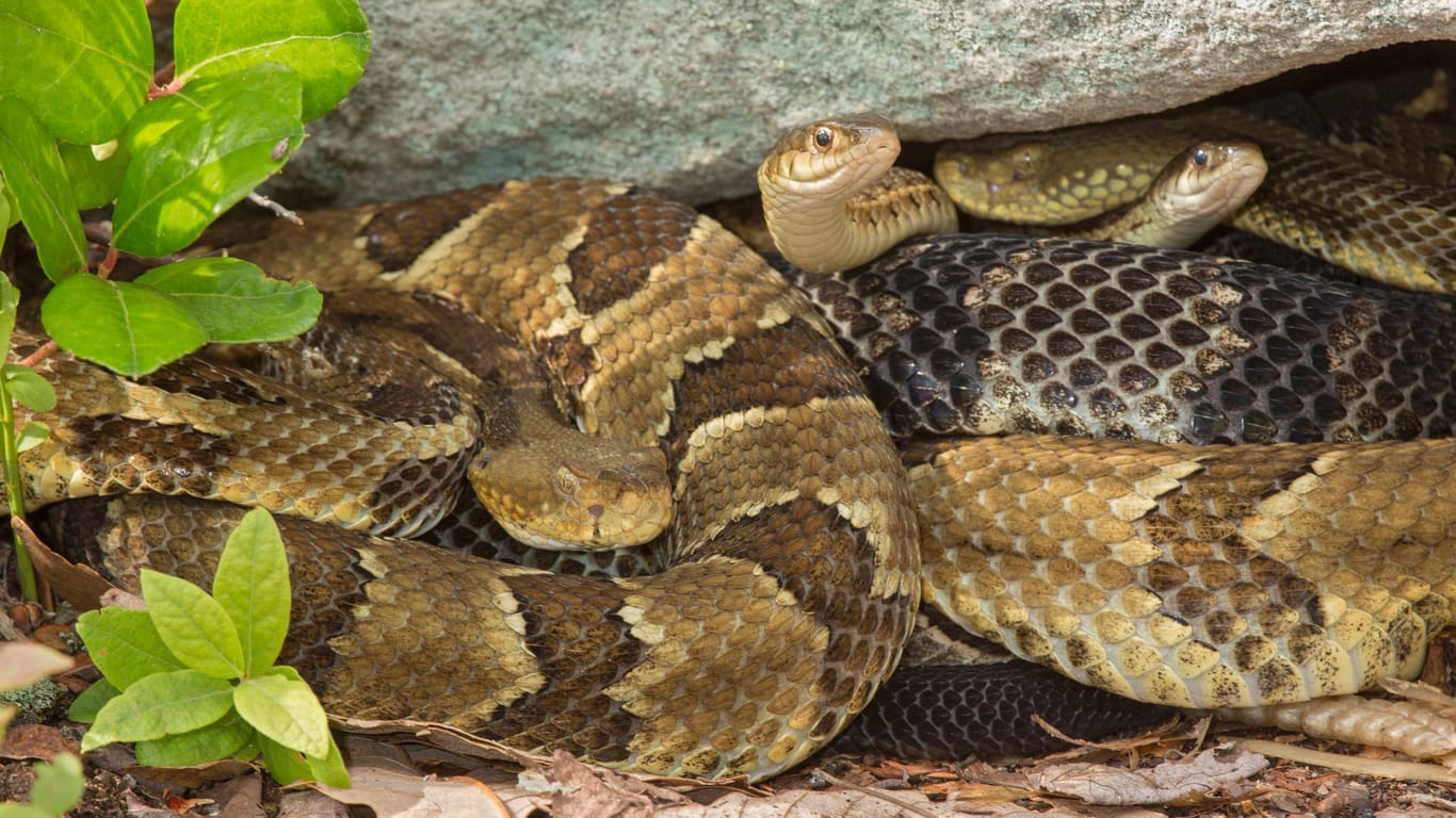 Timber-Klapperschlangen schlängeln sich unter einem Felsbrocken (Symbolbild). In den USA sind 90 Klapperschlangen unter einem Haus gefunden worden.