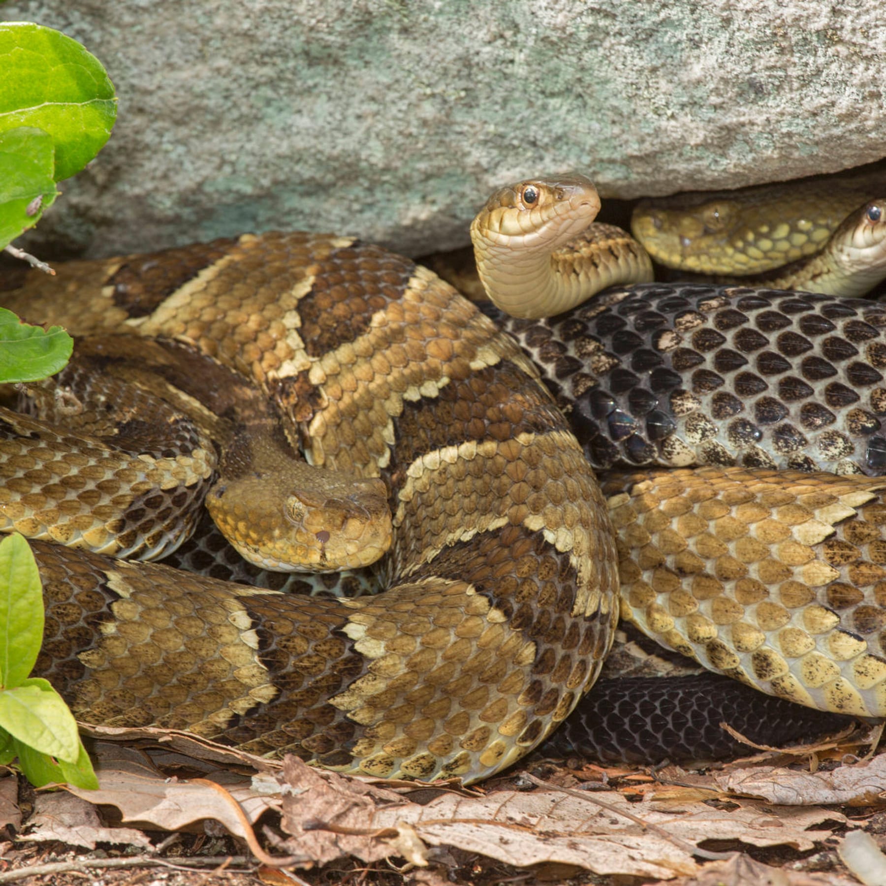 Lawinenschaufel LTC The snake L - Rocksnake - Rettung aus Leidenschaft