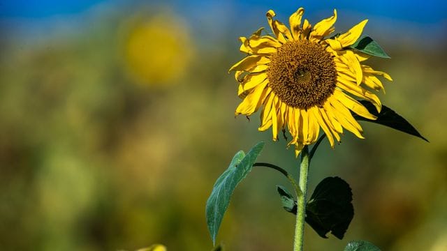 Sonniges Herbstwetter Sonniges Herbstwetter