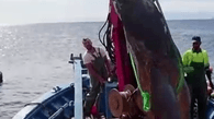 Spanische Fischer fangen riesigen Mondfisch im Mittelmeer