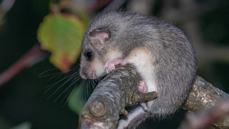 Ein Siebenschläfer: 200 dieser Tiere wurden tiefgefroren bei einer Drogenrazzia in Italien gefunden. (Symbolbild)