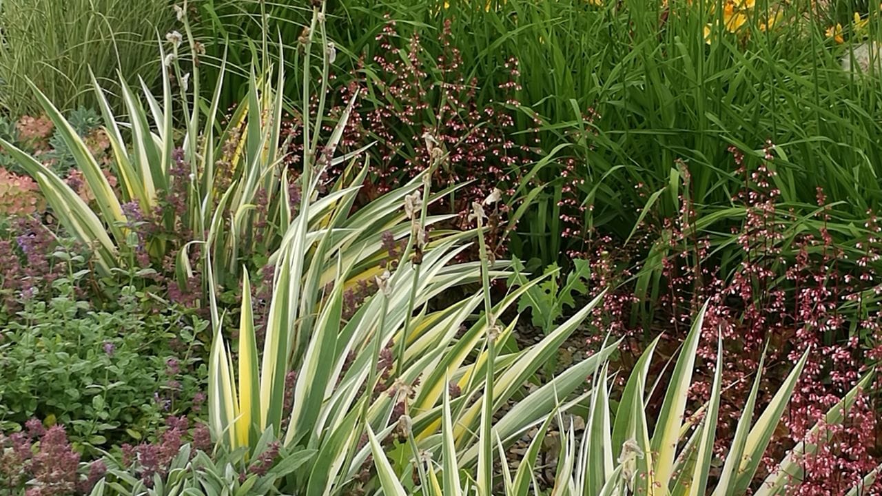 Taglilien eignen sich für die Randbepflanzung eines Regengartens.