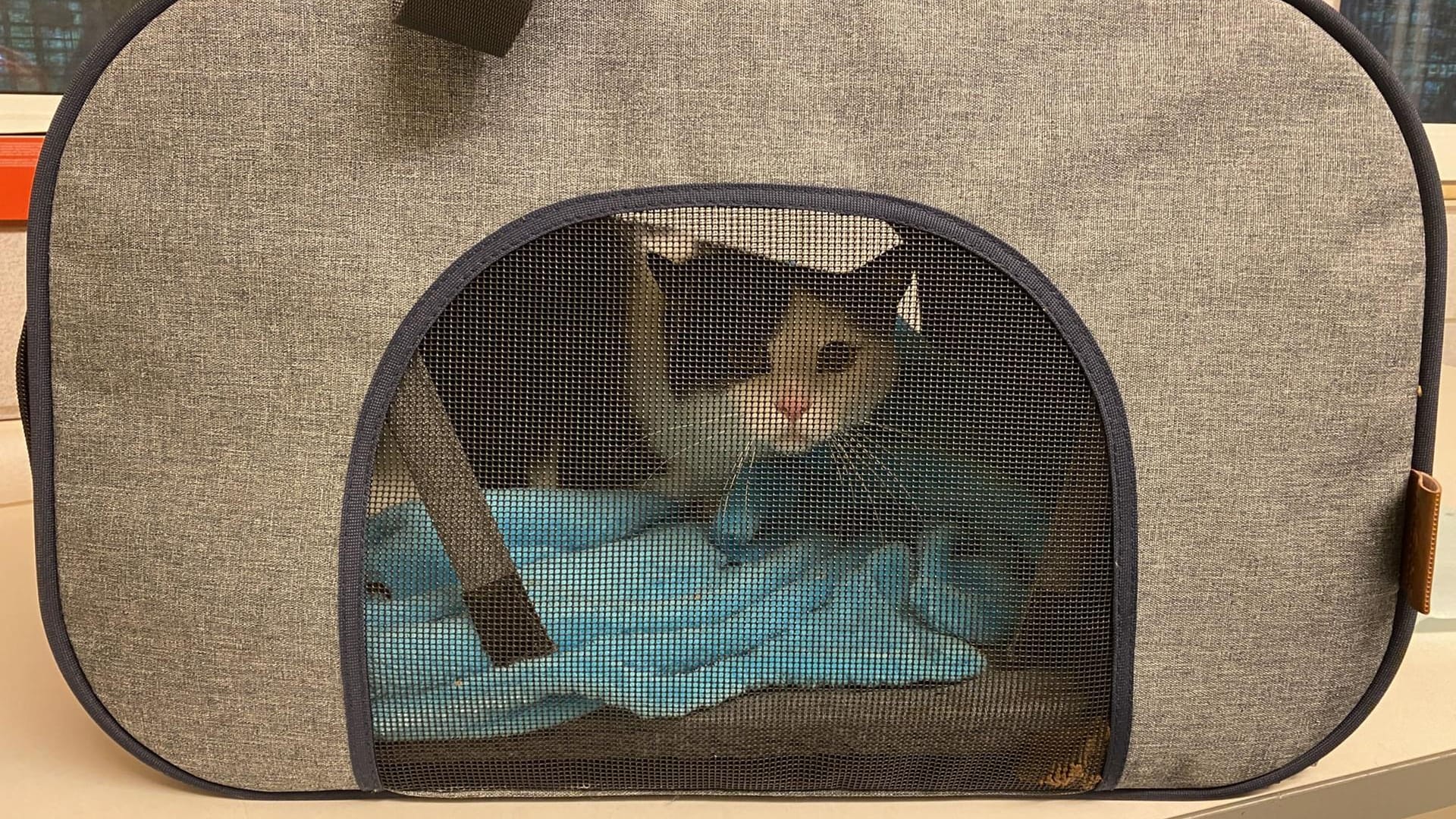 Der Kater schaut durch das Sichtfenster der Transporttasche: In diesem Behältnis wurde das Tier in Köln-Flittard ausgesetzt. Der Kater schaut durch das Sichtfenster der Transporttasche: In diesem Behältnis wurde das Tier in Köln-Flittard ausgesetzt.