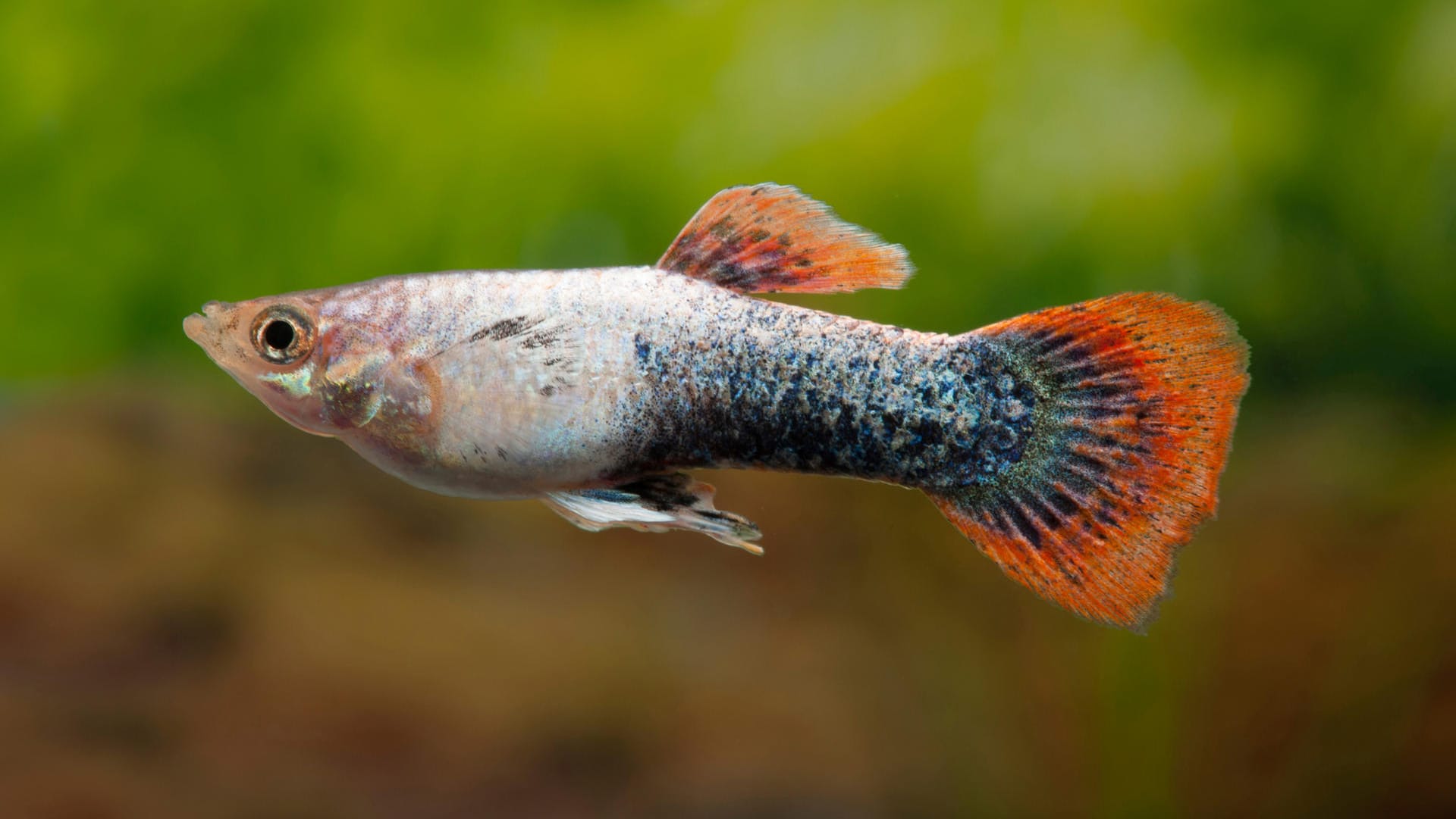 Guppy: In Ilmenau sind die Zierfische auf einer Strecke von rund 50 Metern gefunden worden. (Symbolbild)