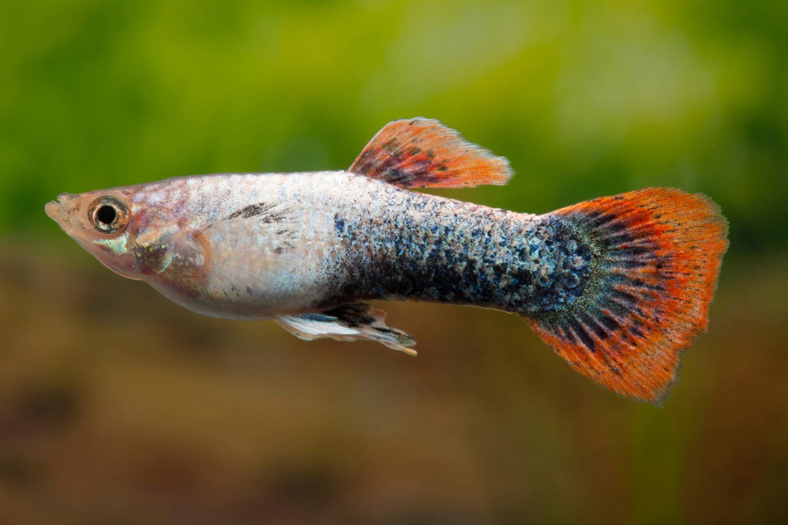 Guppy: In Ilmenau sind die Zierfische auf einer Strecke von rund 50 Metern gefunden worden. (Symbolbild)