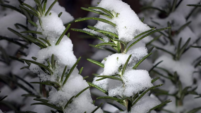 Rosmarin im Winter: Die Schneehauben schützen ihn nur mittelmäßig vor zu starkem Frost.