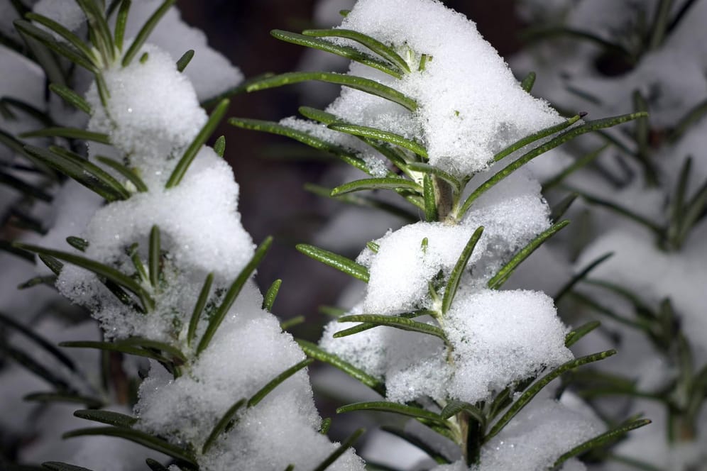 Rosmarin im Winter: Die Schneehauben schützen ihn nur mittelmäßig vor zu starkem Frost.