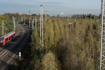 Birken verdecken den Blick auf die überwachsenen Gleise auf dem Gelände des alten Güterbahnhofs Westfalia: In Dortmund soll ein neues ICE-Werk entstehen.