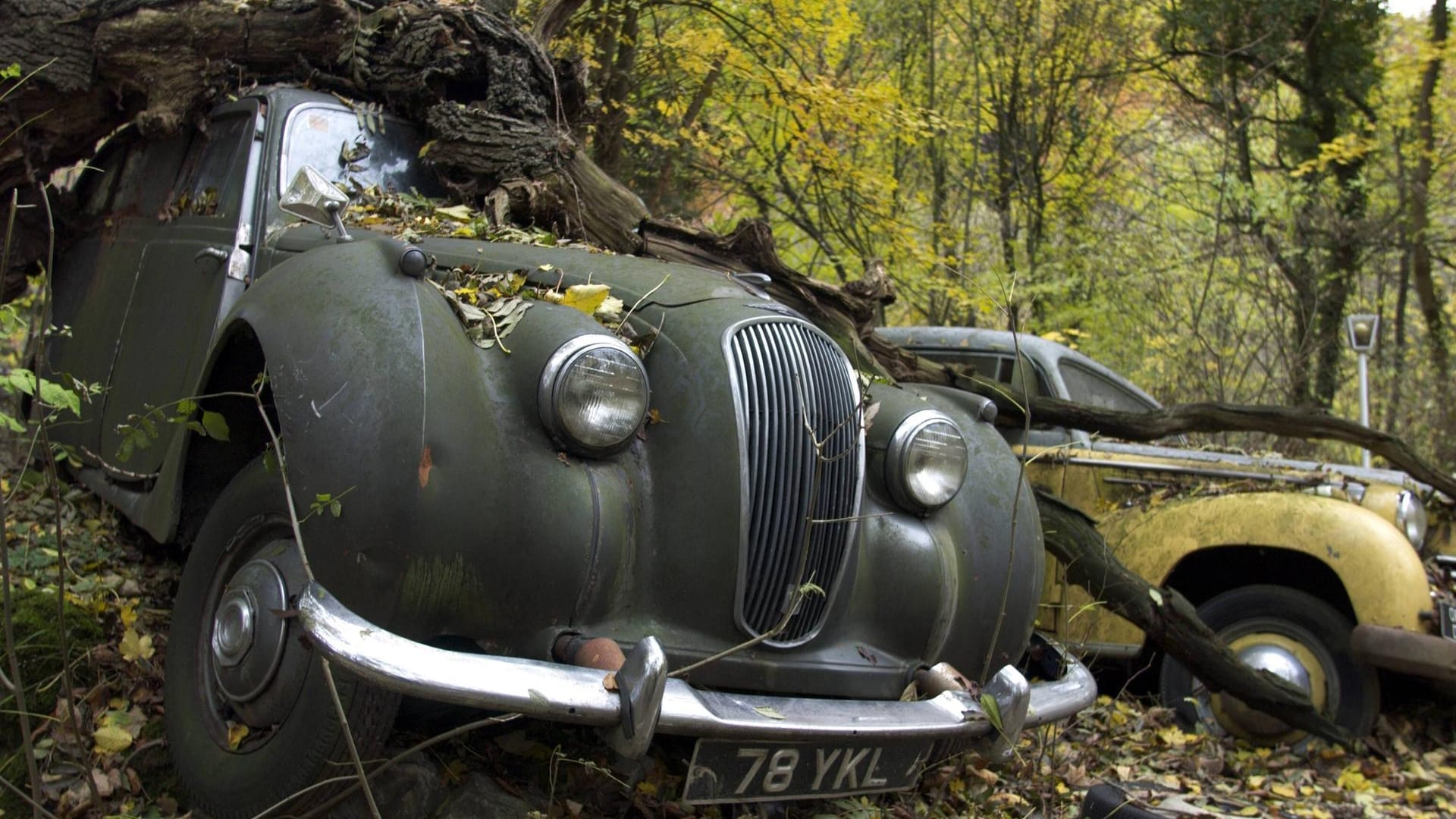 Oldtimer-Wracks auf dem Autofriedhof Neandertal: In dem ungewöhnlichen Skulpturenpark stehen 50 von ihnen.