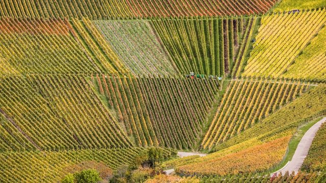 Farbenfrohe Weinberge