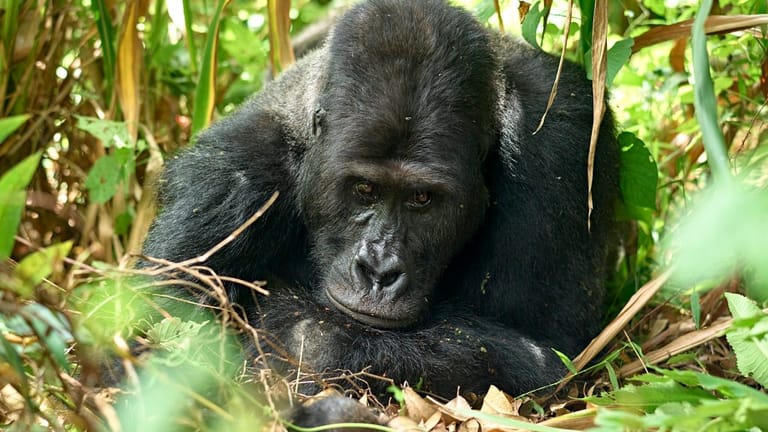 Mugaruka: Der Gorilla verlor schon in jungen Jahren eine Hand, nun ist er verstorben.