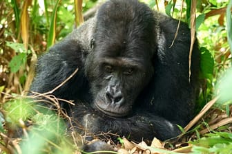 Mugaruka: Der Gorilla verlor schon in jungen Jahren eine Hand, nun ist er verstorben.