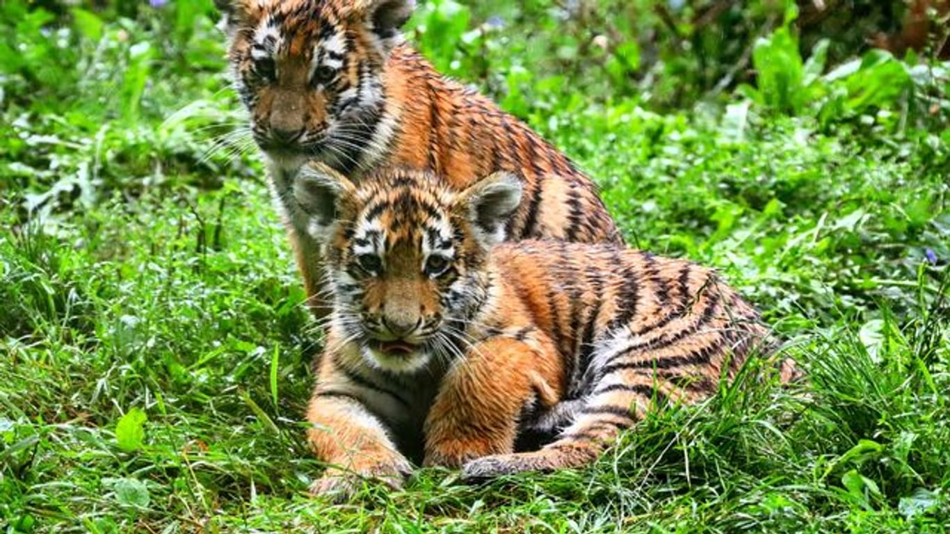 Mini-Tiger im Zoo Duisburg bekommen Namen